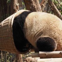 🏵️🟠🐼☀️🐴🔝👑