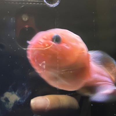 iroiroざっか Que sera sera