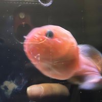 iroiroざっか Que sera sera