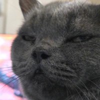 บริติชผู้ติ่งหลิงออม