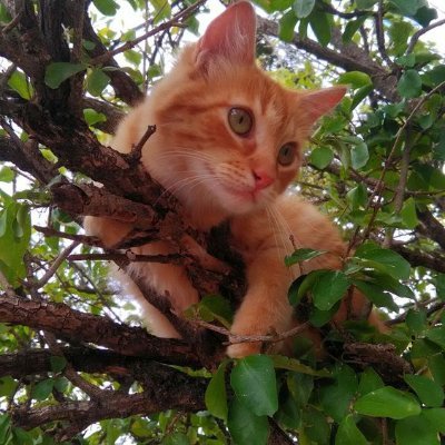 Gatos Engraçados Pipoca e Xico