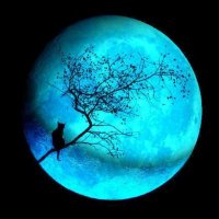 🪐 Kira🌕黒猫 🪐