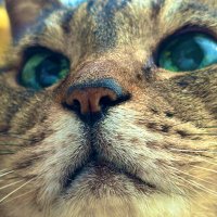 スゴウひまわり