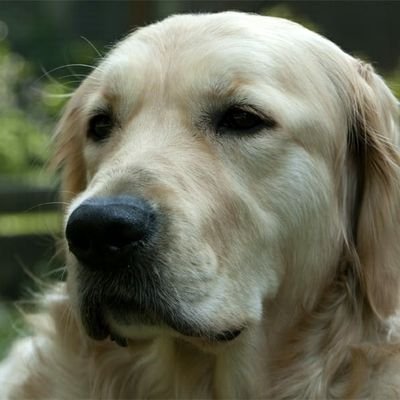 MIP34 Ⓥ💚🦉🦔🦊🦝🦌🕊🌈🇪🇺💙