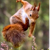 リスちん@Immigrants, don't come to Japan, and get out!