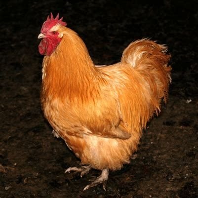 Sir Reggie Buff-Orpington K.F.C.