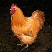 Sir Reggie Buff-Orpington K.F.C.