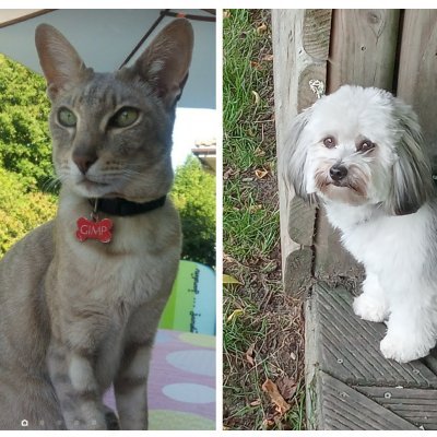 minou330bx 🐩😺⚘