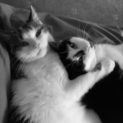 Hectic Teacher 🐈‍⬛🐾☕