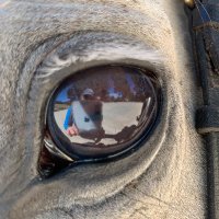 Paddo 🇦🇺 🟡🟤🏇🏏🎣⛳️🐕🐈🐐🐓🦆🐂