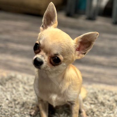 Rarichey🐊🐊🇺🇸🇺🇸🇺🇸