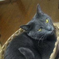 ☆彪_あ や め_瑪☆