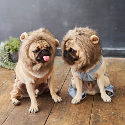 ごんたまちゃんねる