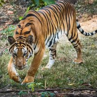 Lal Islam ⌘🛠⌘π²🌶️