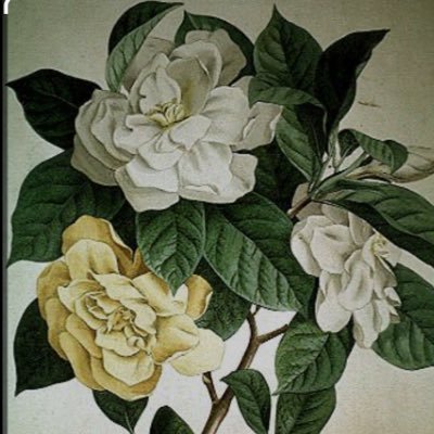 ‏“𝒢αrd¡σѕ” ©