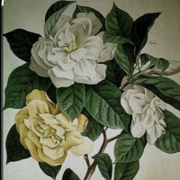 ‏“𝒢αrd¡σѕ” ©