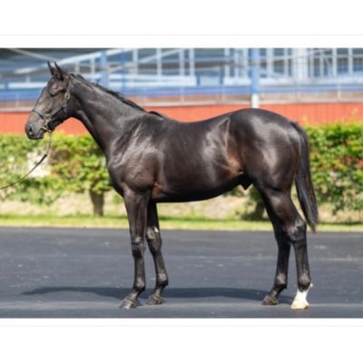 コロ＠一口馬主＆禁ギャンブル日記