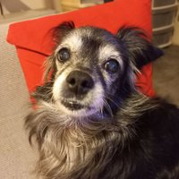 Slađana Stojanović