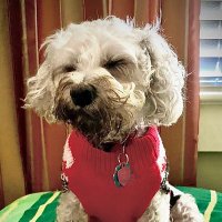 Betsy 😎🇺🇸🍊