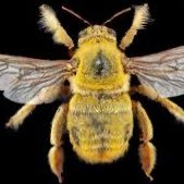 Don’t Bee Stunned…