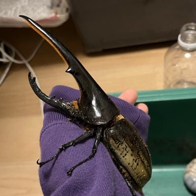 どんぶり@オオヒラタフィールド