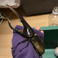 どんぶり@オオヒラタフィールド