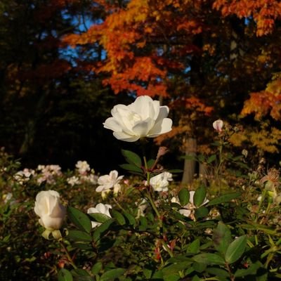 💜 seeing BTS in 🧇