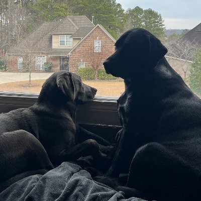 American-Patriot🇺🇸 🇺🇸 🇺🇸