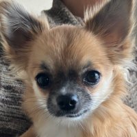 チワワのあおくん