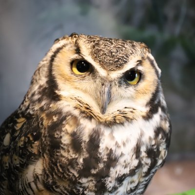 フク郎@ブログ運営とココナラ副業と時々アプリ開発