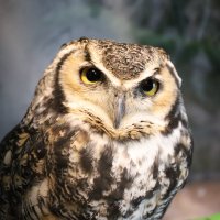 フク郎@ブログ運営とココナラ副業と時々アプリ開発