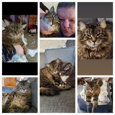 🐑🦋Kymm Ann🐑🦋