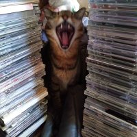 ミィ😼（元クソが！）