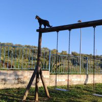 🐾 AnimalLover 🐾 Difusión ☀️