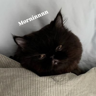 หนูเอ๋ย ʕ´•ᴥ•`ʔ