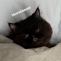 หนูเอ๋ย ʕ´•ᴥ•`ʔ