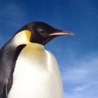 ANormalPenguin