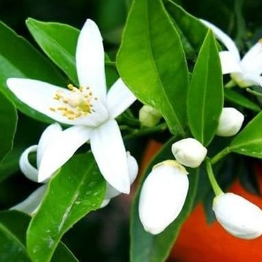 Passerina rositae 💧🍀🍁🐝🍋🇪🇸🇭🇳🇺🇲🇨🇺