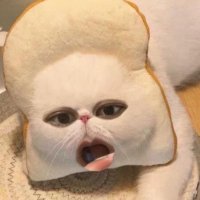 หนุมหนิมอยากกินส้ม~🍊🌳