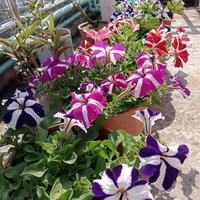 Ckm_DAO ✦🦙🔥 (✸,✸) π² (🍊,💊) (❖,❖)