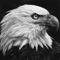 Romeo Mike 😊✝️🪂 🇺🇸⚜️♛ 🇺🇸 America 🇺🇸