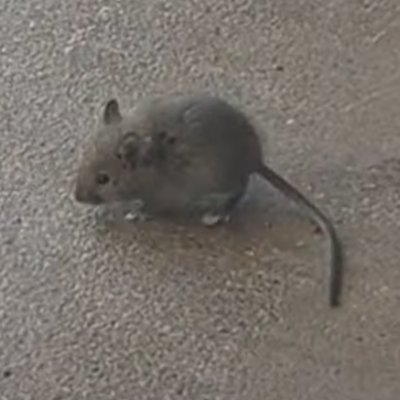 Street Mouse
