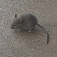 Street Mouse