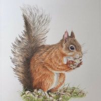 BrownSquirrel
