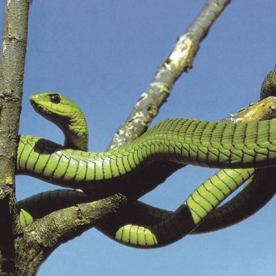 Boomslang