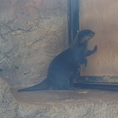 クーヴォリオン