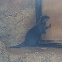 クーヴォリオン