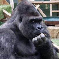 vérité politique cloubiboulga