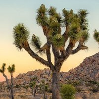 Joshua McTree