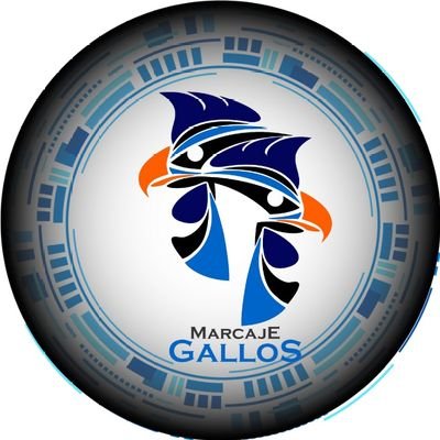 Marcaje Gallos